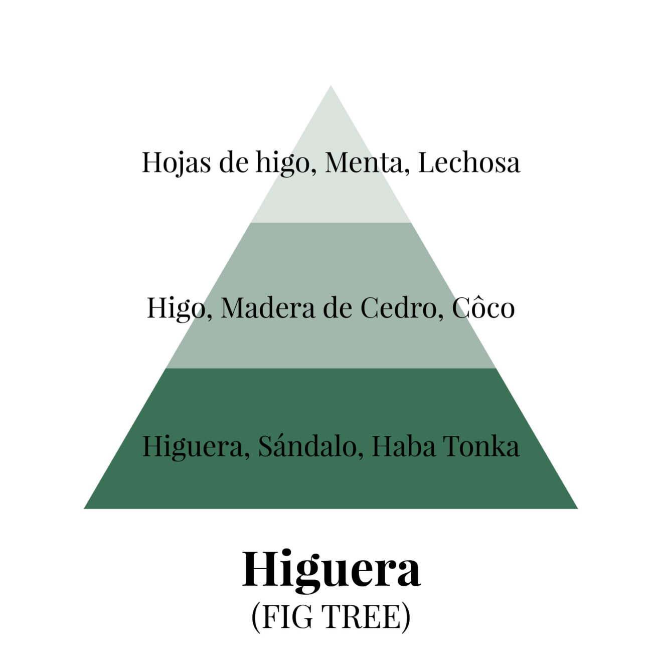 pirámides olfativas - higuera